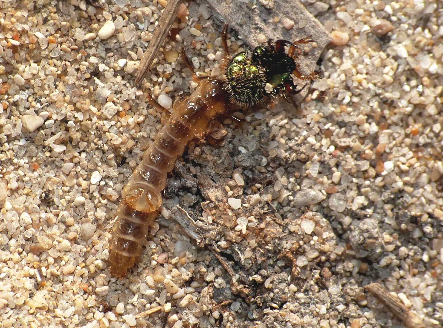 Larva di cicindela (probabile Lophyra flexuosa sardea)